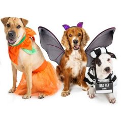 Kisállat jelmez / Kutyáknak, cicáknak