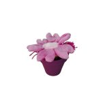 Virág baba cserépben