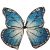 Óriás Pillangószárny Kék